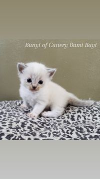 Blue lynx point mitted