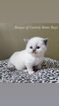 Blue point mitted